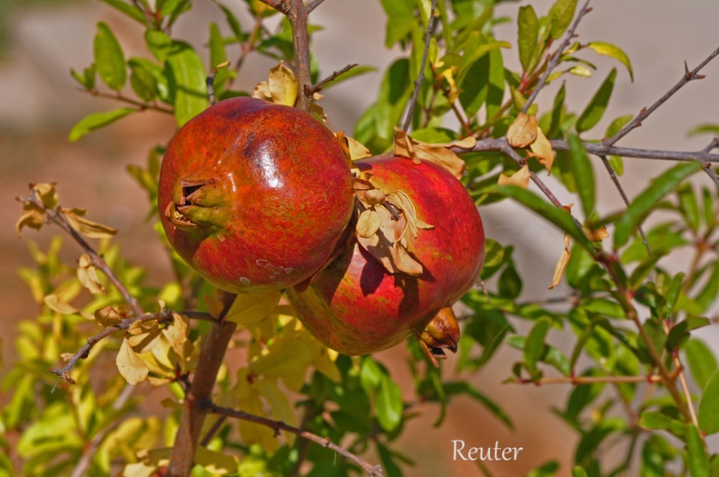 Granatapfel - Pomegranate (Punica granatum)
Foto: Karl Reuter
Ort: Zadar, Kroatien
Kamera: Nikon D90, Nikkor 105VR 1:2,8 Granatapfel oder Grenadine _Punica granatum_.jpg